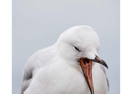 yawning seagull
